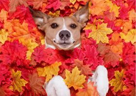 Dog in fall leaves