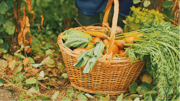 harvest