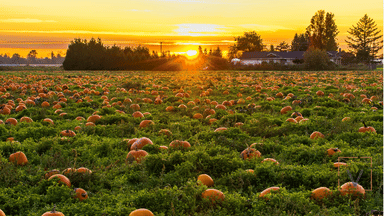 pumpkin field3